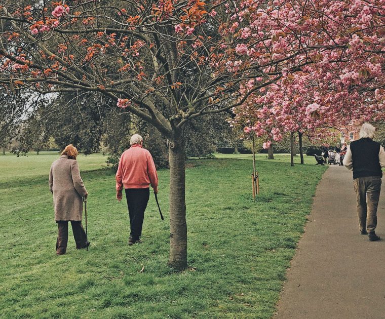 Wandelen in park met bloesem bomen